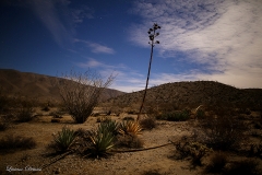 Anza-Borrego Desert