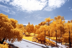 San Diego State University