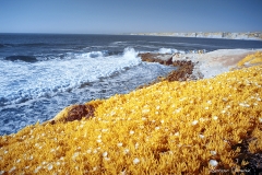 La Jolla Cove