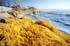 La Jolla Cove