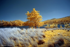 Cuyamaca Rancho State Park