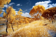 Mission Trails
