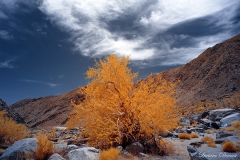 INFRARED_ANZA_BORREGO_APRIL16_2017 (39)_FINAL_01