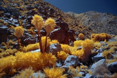 INFRARED_ANZA_BORREGO_APRIL16_2017 (58)_FINAL_01