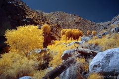 INFRARED_ANZA_BORREGO_APRIL16_2017 (64)_FINAL_01