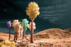 Anza-Borrego Desert