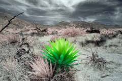 Anza-Borrego Desert