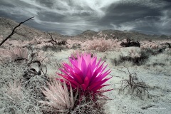 Anza-Borrego Desert