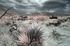 Anza-Borrego Desert