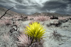 Anza-Borrego Desert