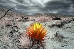 Anza-Borrego Desert