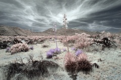 Anza-Borrego Desert