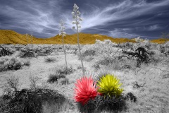 Anza-Borrego Desert