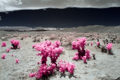 Anza-Borrego Desert