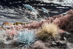 Anza-Borrego Desert