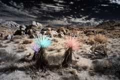 Anza-Borrego Desert