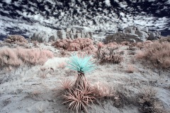 Anza-Borrego Desert