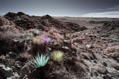 Anza-Borrego Desert