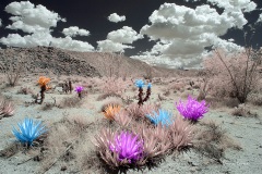 Anza-Borrego Desert