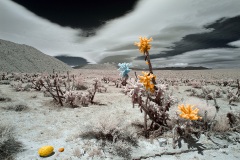 Anza-Borrego Desert