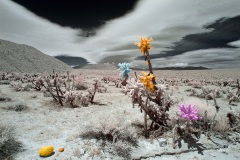 Anza-Borrego Desert