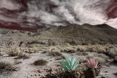 Anza-Borrego Desert