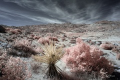 Anza-Borrego Desert