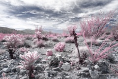 Anza-Borrego Desert