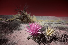 ANZA-BORREGO DESERT