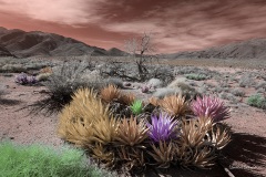 ANZA-BORREGO DESERT