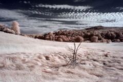 INFRARED_CUYAMACA_AUG03_2019_695-3_FINAL_10