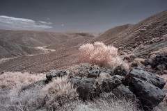 INFRARED_CEDAR_CREEK_JULY25_2019_EOSR_695-9_FINAL_10