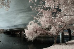 INFRARED_BALBOA_PARK_SANTEE_LAKE_695_DEC_02_2018-104_FINAL_10