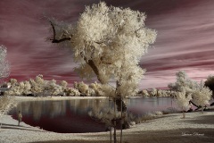 INFRARED_BALBOA_PARK_SANTEE_LAKE_695_DEC_02_2018-119_FINAL_07