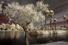 INFRARED_BALBOA_PARK_SANTEE_LAKE_695_DEC_02_2018-121_FINAL_07