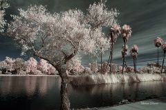 INFRARED_BALBOA_PARK_SANTEE_LAKE_695_DEC_02_2018-121_FINAL_10