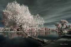 INFRARED_BALBOA_PARK_SANTEE_LAKE_695_DEC_02_2018-122_FINAL_10