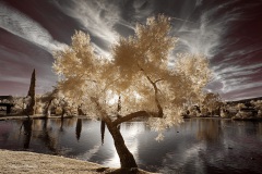 INFRARED_BALBOA_PARK_SANTEE_LAKE_695_DEC_02_2018-144_FINAL_07