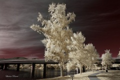 INFRARED_BALBOA_PARK_SANTEE_LAKE_695_DEC_02_2018-103_FINAL_07