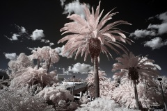 INFRARED_SDSU_720_DEC_29_2019-75_FINAL_10