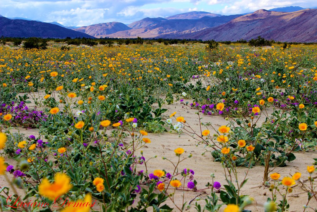 ANZA_BORREGO_FEB2015-562_E_FIRMA-1024x683.jpg