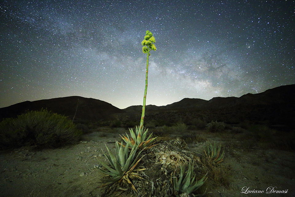 ANZA_BORREGO_APRIL29_2017-53_FINAL_01.jpg