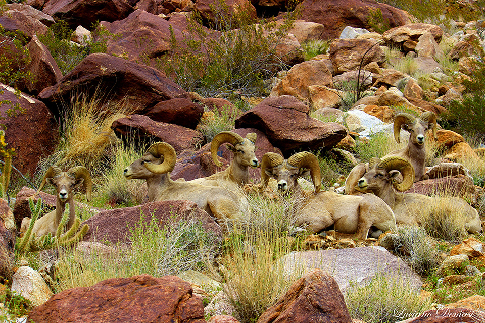 ANZA_BORREGO_FEB2015-427_E.jpg