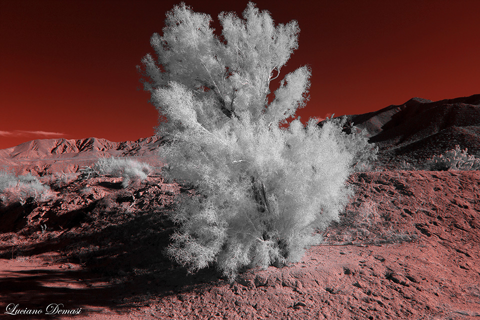 INFRARED_ANZA_BORREGO_NOV_04_2017-72_FINAL_02.jpg