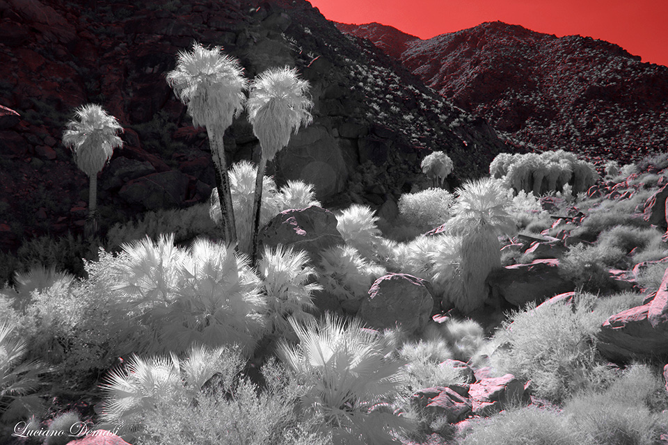 INFRARED_ANZA_BORREGO_SEPT_4_2017-88_FINAL_08.jpg