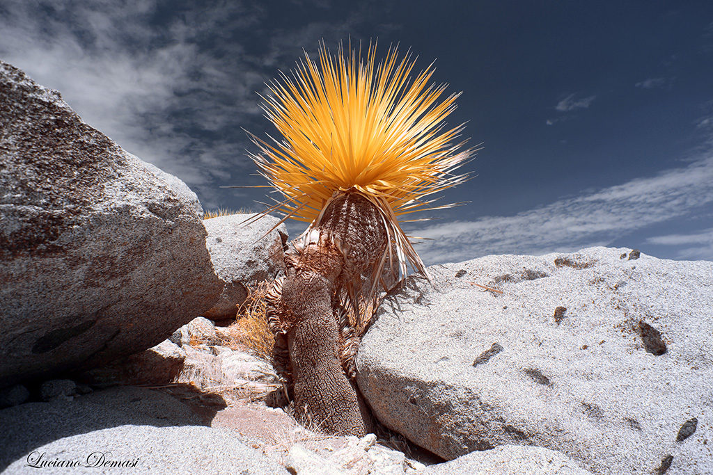 INFRARED_ANZA_BORREGO_SEPT_4_2017-55_FINAL_01-1024x683.jpg