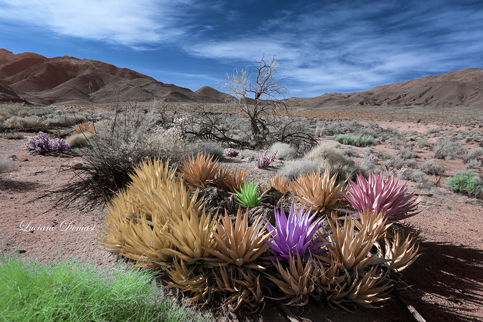 INFRARED_ANZA_BOR_FEB10_2018_590-220_COMPOSITION3.jpg