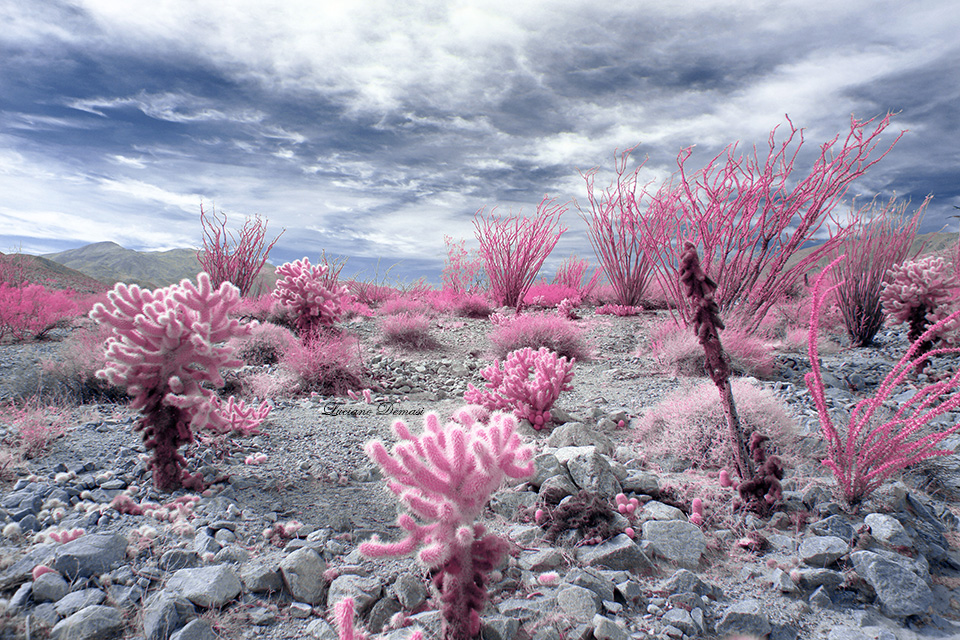 INFRARED_ANZA_BOR_FEB10_2018_590-99_FINAL_02.jpg