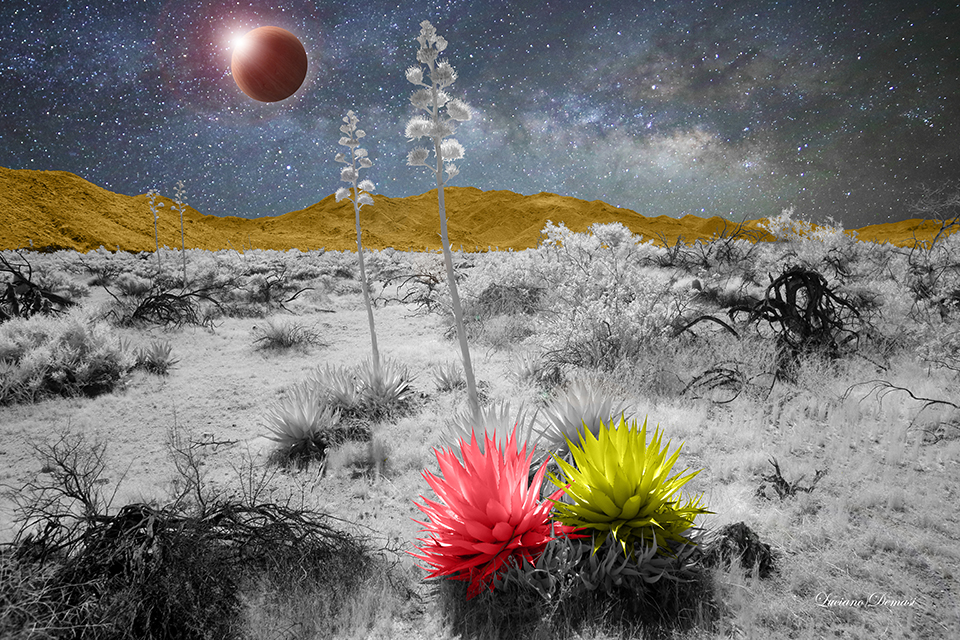 INFRARED_ANZA_BORREGO_MAY04_2019_850-28-_composition5.jpg