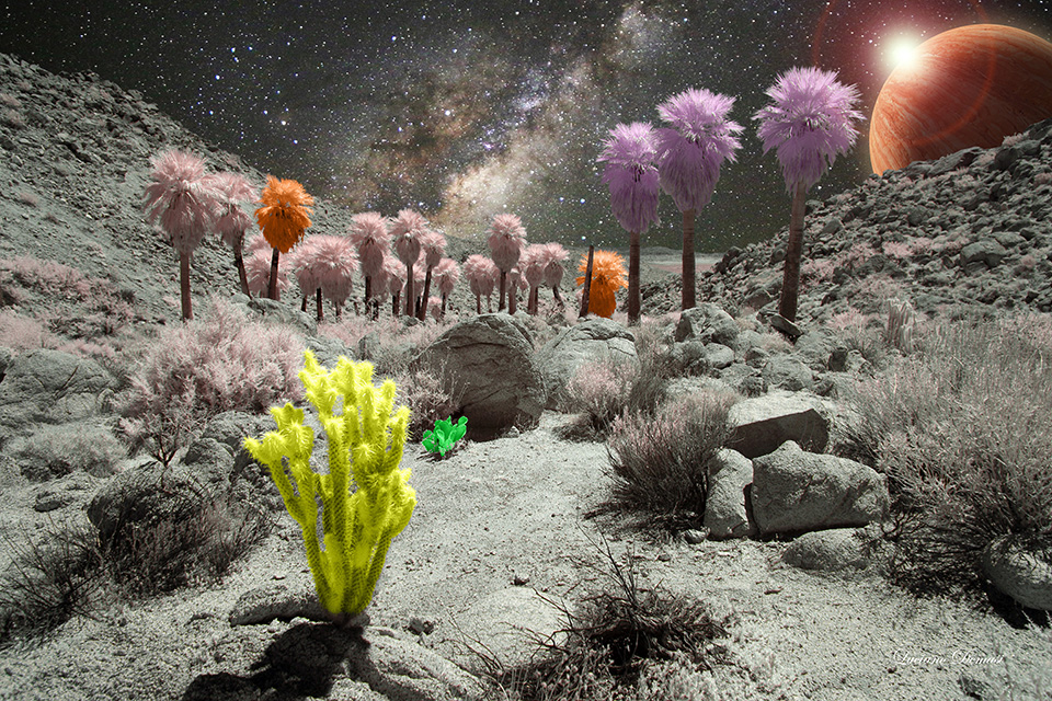 INFRARED_ANZA_BORREGO_MAY27_2019_695-39_composition2QUADRIS.jpg